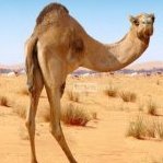 Moussa