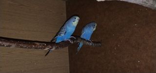 Papużki faliste standard 2025 Papużki faliste standard 2025