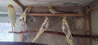 Papugi nimfy 2025 Papugi nimfy 2025