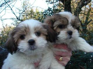 Piękne szczenięta rasy shih tzu Piękne szczenięta rasy shih tzu