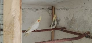 Papugi nimfy 2025r Papugi nimfy 2025r