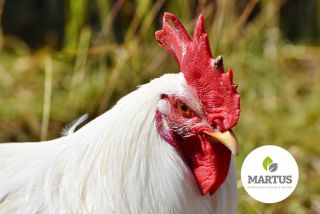 Kreda Pastewna Kreda Pastewna