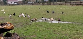 Biegusy indyjskie 2025r. Biegusy indyjskie 2025r.