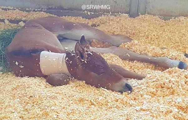 abandoned horse 3