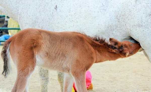 abandoned horse 6
