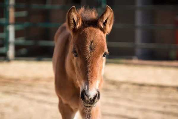 abandoned horse 10