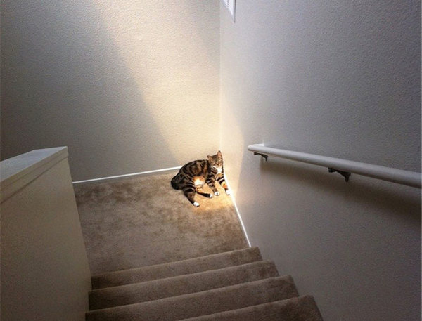 cat-who-loves-warmth-1__605