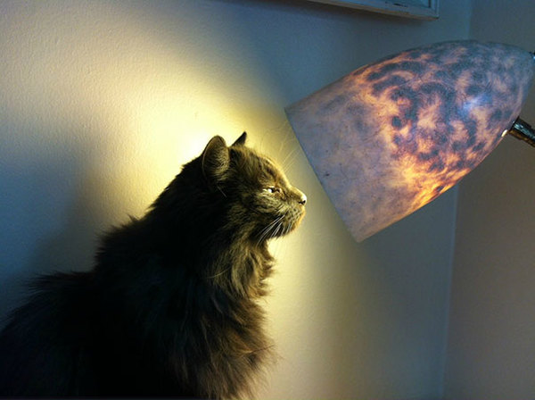 cat-who-loves-warmth-5__605
