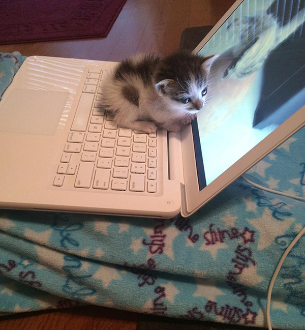 cat-who-loves-warmth-31__605