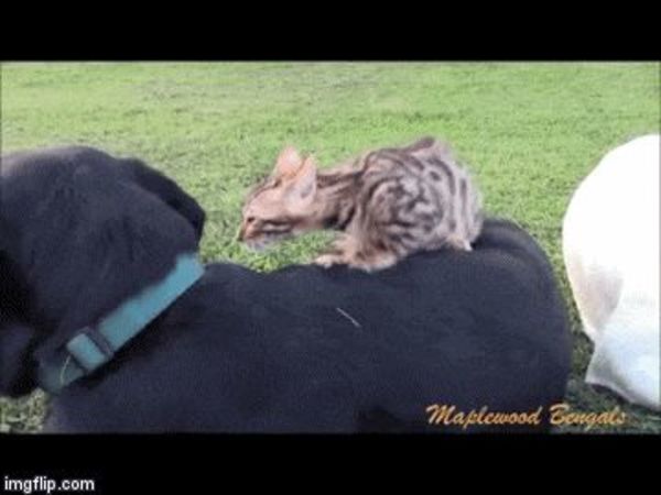 dog and kitten 2