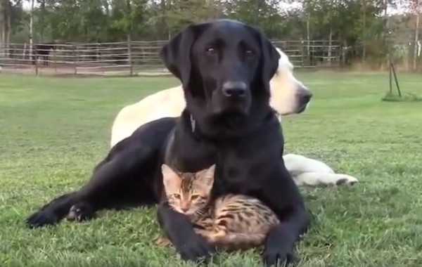 dog and kitten 1