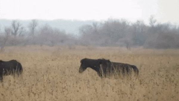 horse-1-gap.jpg