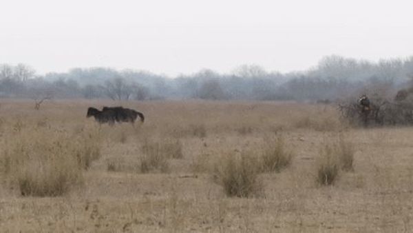 horse-2-gap.jpg