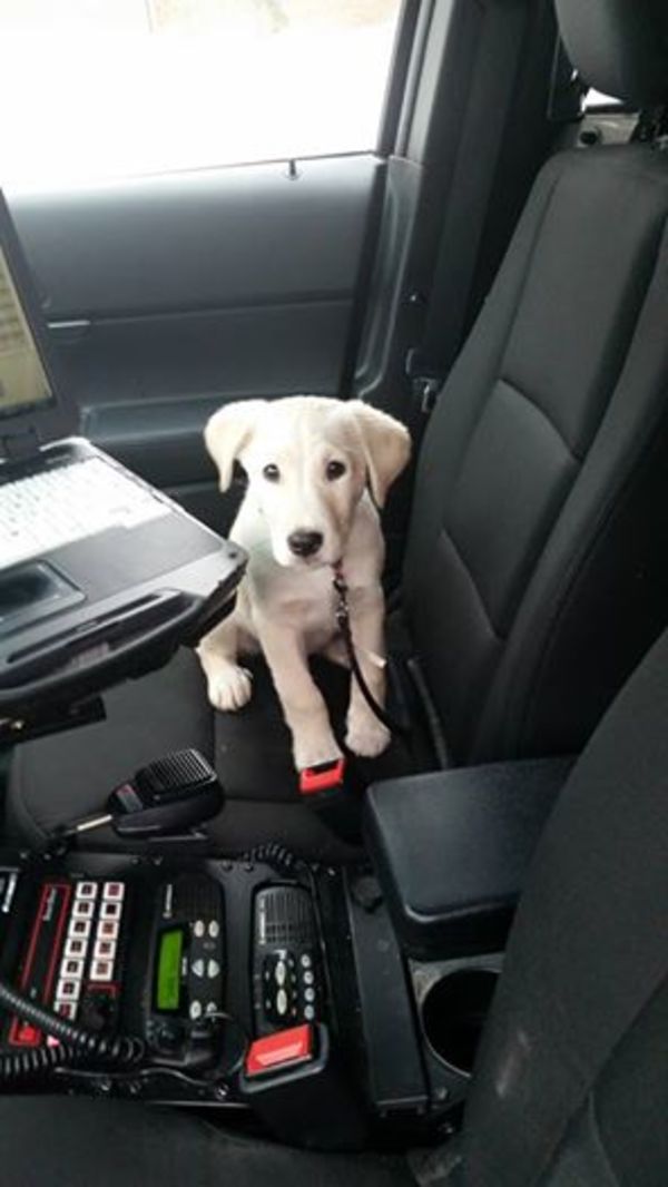 cops and dog1