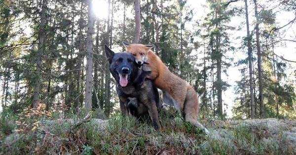 ravmedhund