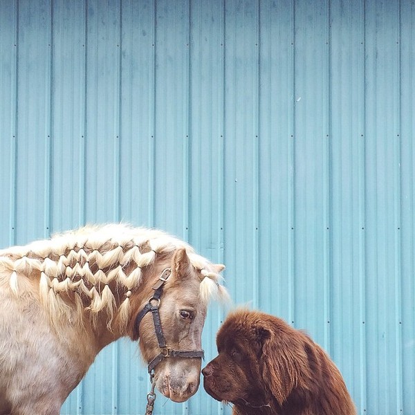 mom-photographs-son-dogs-horse-friendship-stasha-becker-julian-152