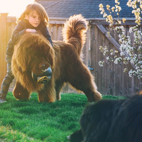 mom-photographs-son-dogs-horse-friendship-stasha-becker-julian-124