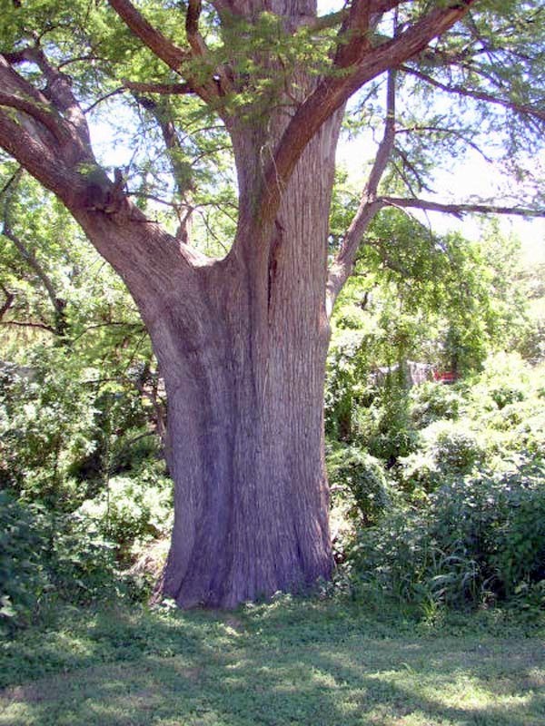 tree-trunk-crop001