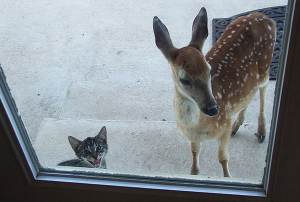 animals-asking-to-go-inside-38__605