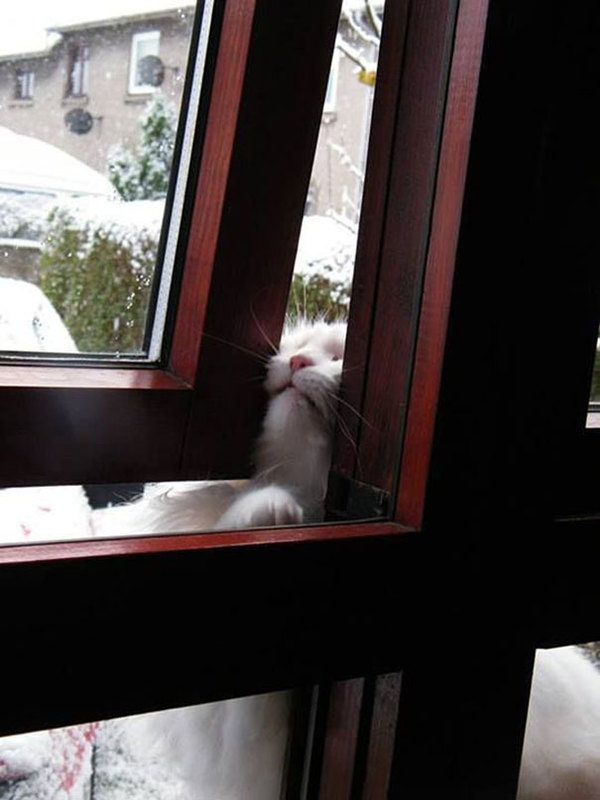 funny-animal-outside-door-let-me-in-19__605