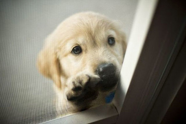 animals-asking-to-go-inside-1__605