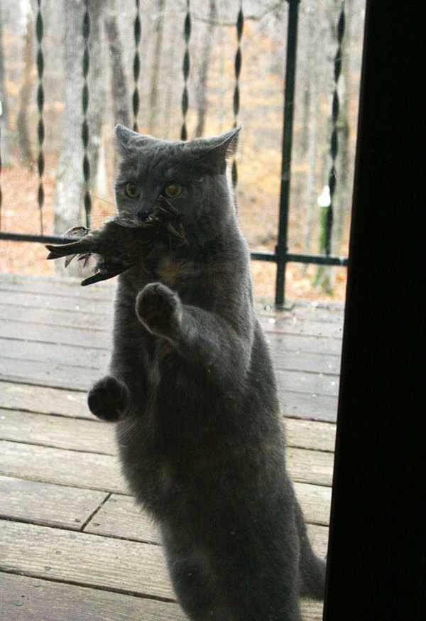 animals-asking-to-go-inside-30__605