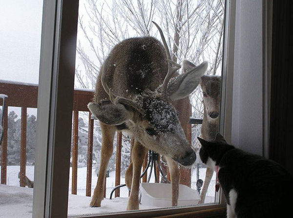 animals-asking-to-go-inside-333__605