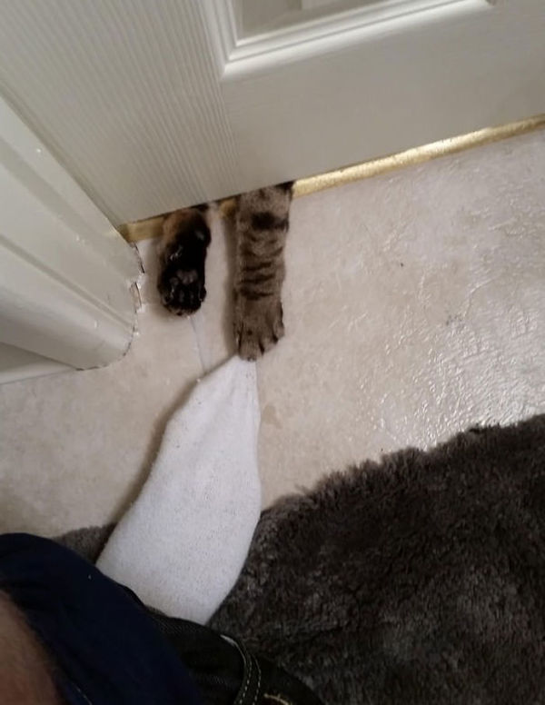 funny-animal-outside-door-let-me-in-16__605