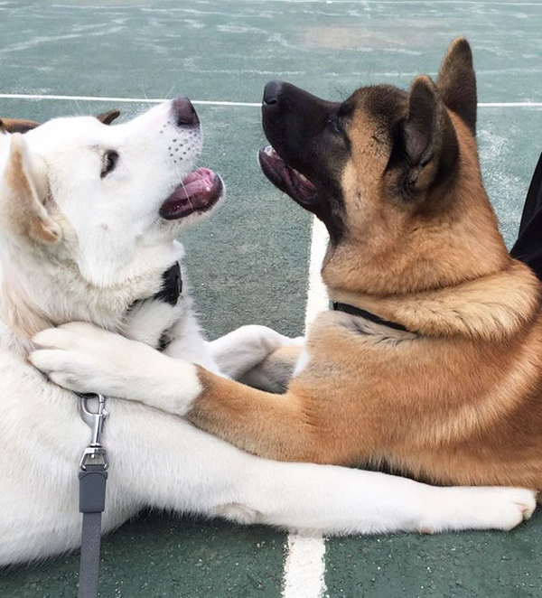 dog-best-friends-6__605