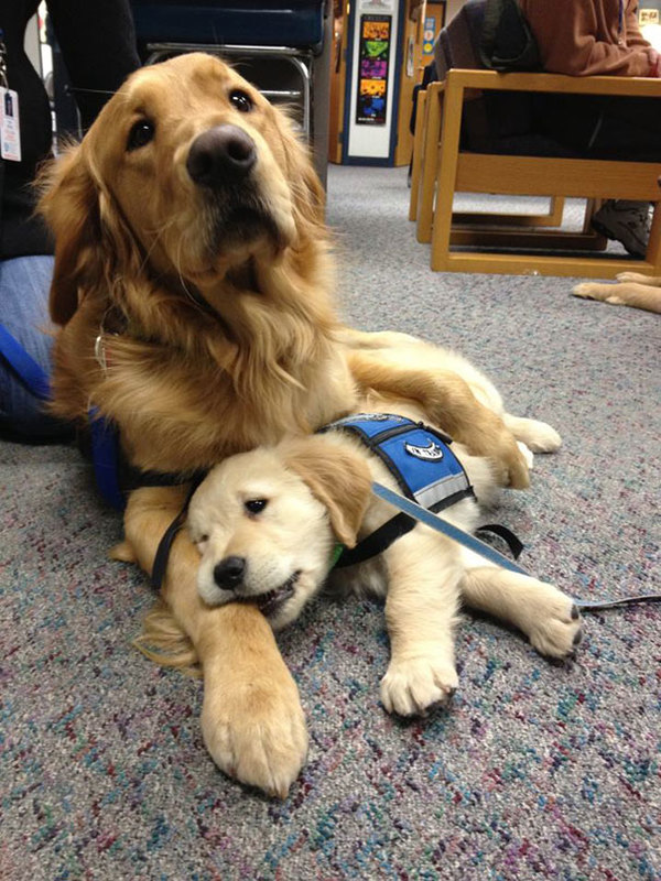 dog-best-friends-9__605
