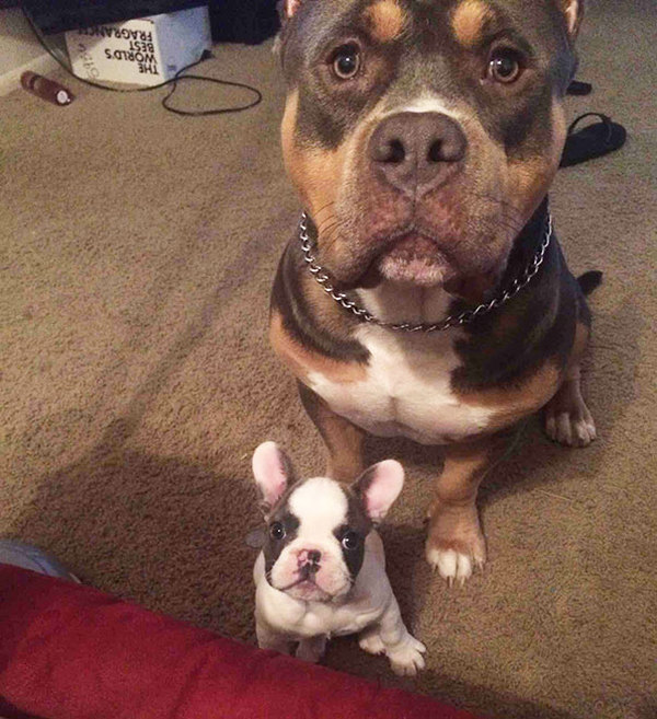 dog-best-friends-13__605