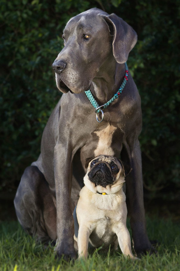 dog-best-friends-37__605