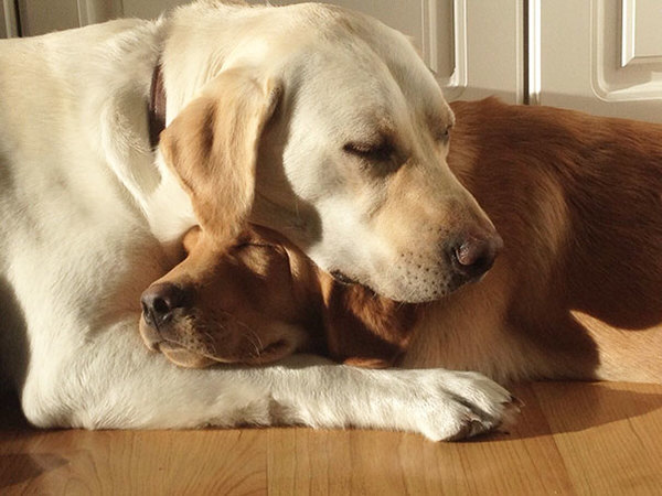 dog-best-friends-42__605