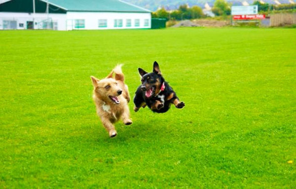 dog-best-friends-43__605
