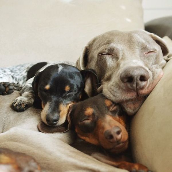 dog-best-friends-55__605