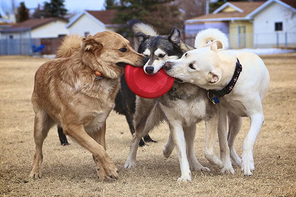 dog-best-friends-60__605