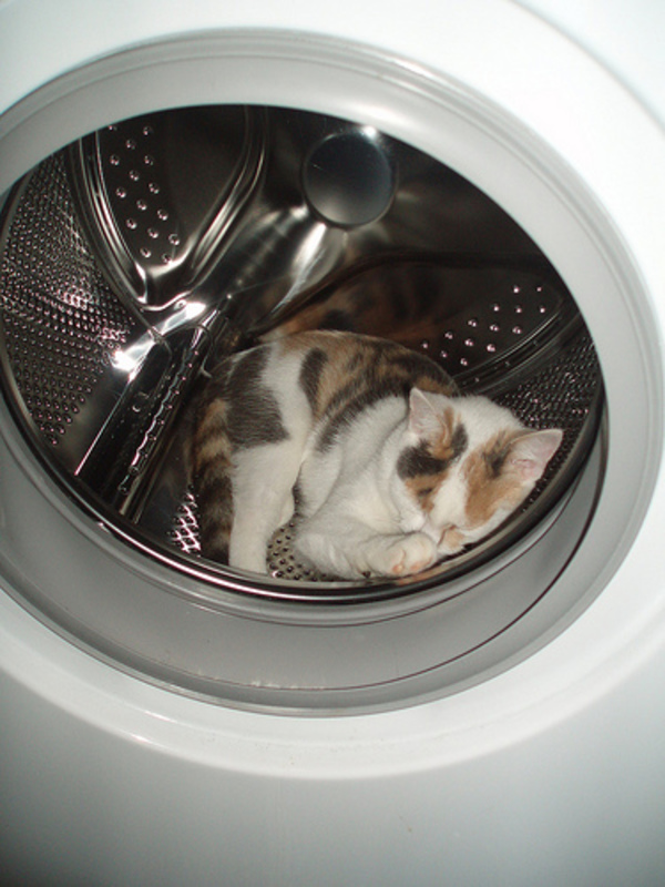 cat-funny-sleeping-in-washing-machine