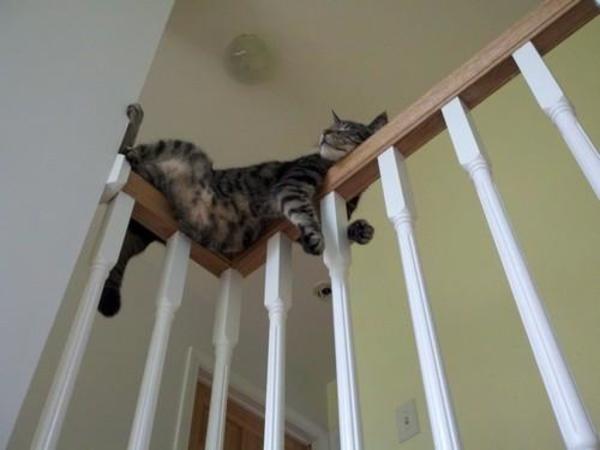 funny_cat_sleeping_on_stair_rail