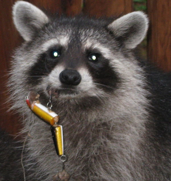 Young-Raccoon-Lure-in-Lip__880