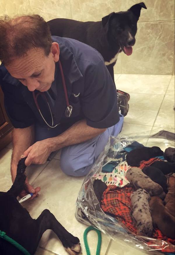 heroveterinar