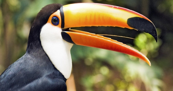 Tucan