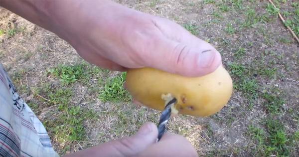 potatis4
