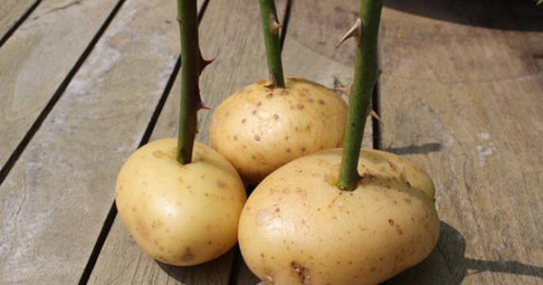 potatis5.2