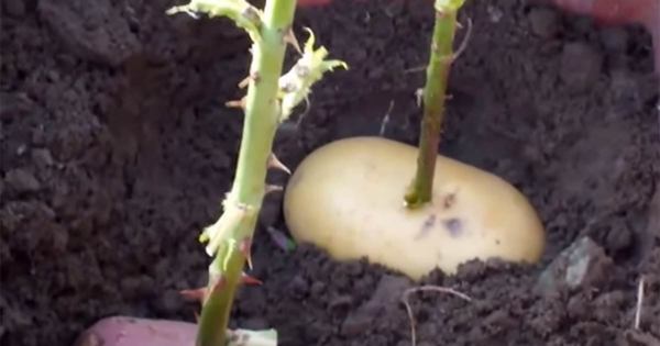 potatis6