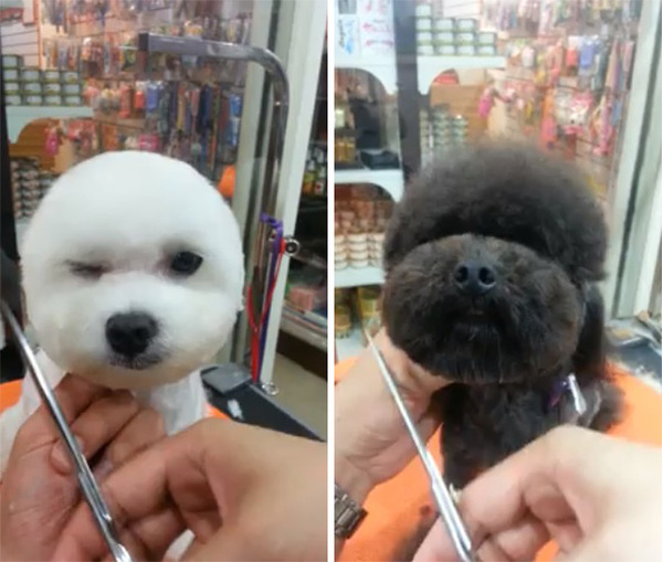 square-round-dog-haircut-taiwan-10