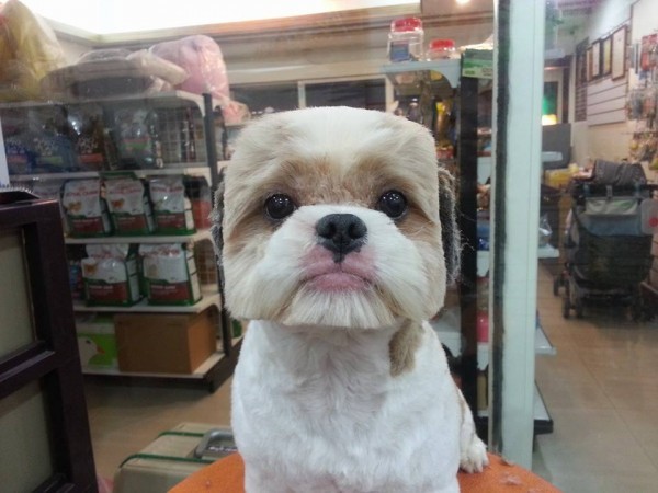 square-round-dog-haircut-taiwan-2