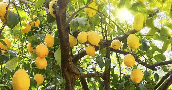 citron4klar