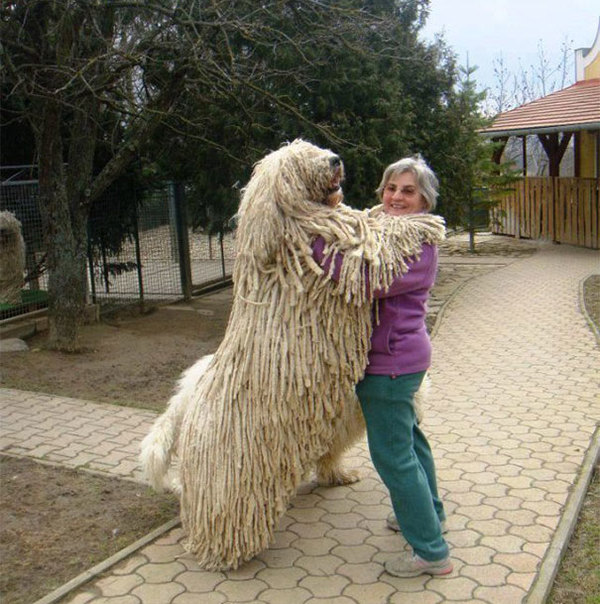 huge-dogs-feel-small-dancing1