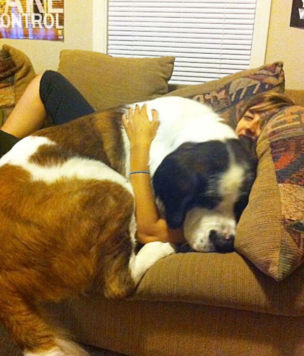 huge-dogs-feel-small-st-bernard-5__605
