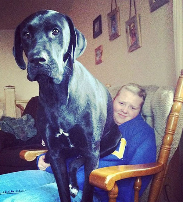 Huge-Dogs-Who-Think-They-Are-Small-2__605